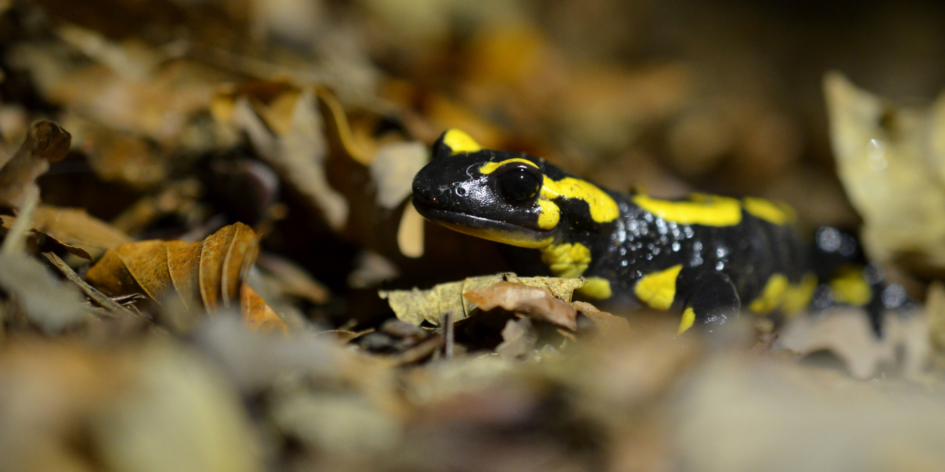 Suivis quotidiens du dispositif de sauvetage des amphibiens à Vorges-les-Pins
